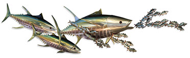 Stainless steel tuna fish wall sculpture with bait fish
